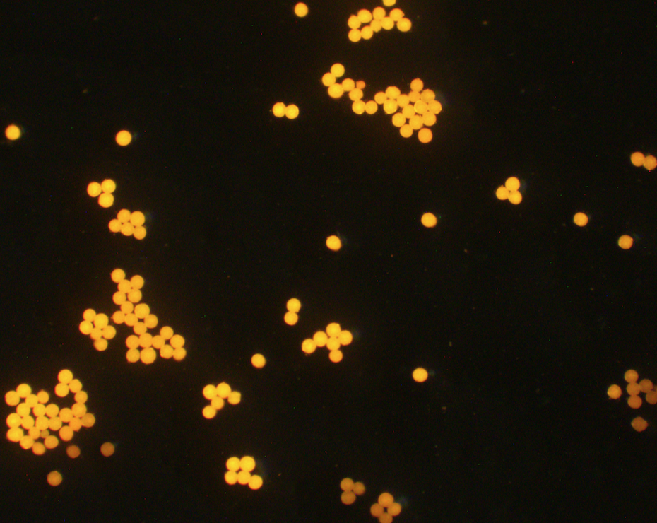 Orange PS Fluorescent Particles, 70-90 um