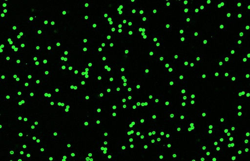 [AFG-3000-NH2] Green PS Fluorescent Particles, 30 um-NH2